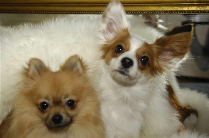 Pomeranian Malik R.I.P - Chanel og jeg :) Hende er jeg ret vild med ! billede 5