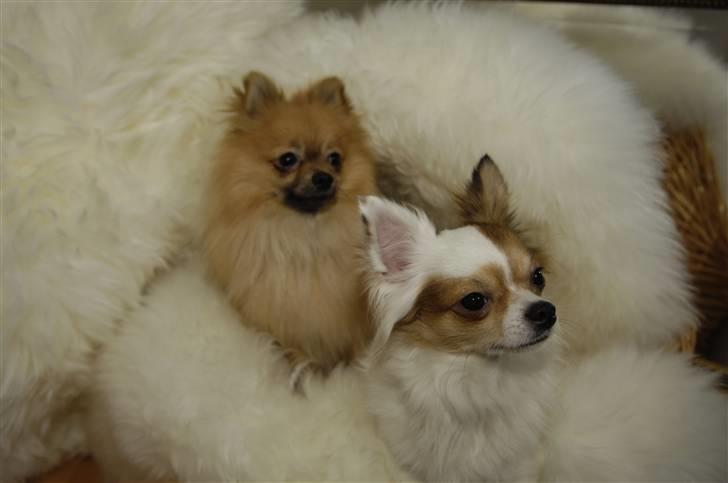 Pomeranian Malik R.I.P - .. billede 6