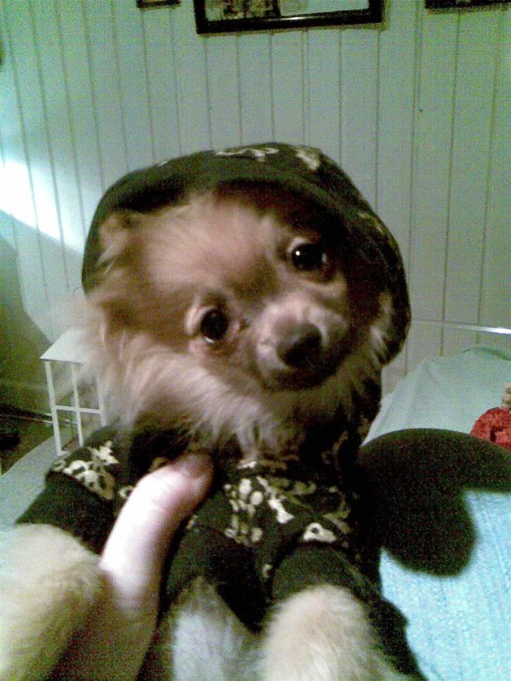 Pomeranian Malik R.I.P - Jeg er sød billede 7