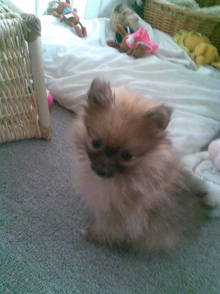 Pomeranian Malik R.I.P - Her er jeg 8 uger billede 1