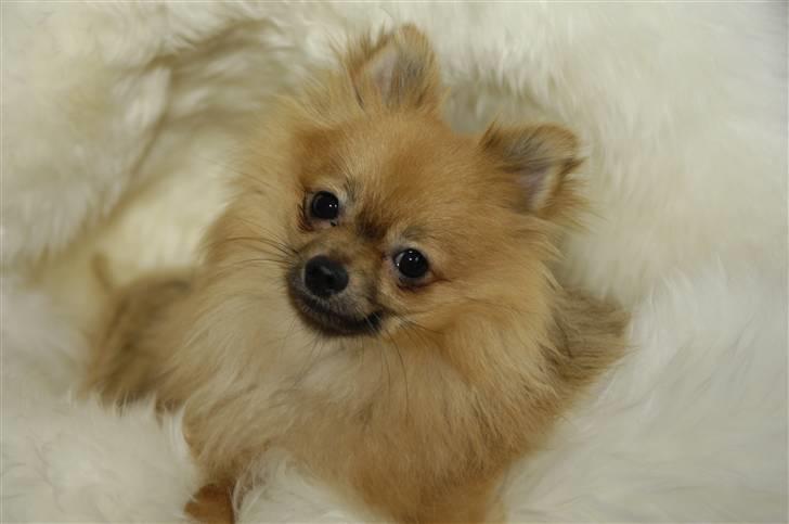 Pomeranian Malik R.I.P - Hvad siger du ? billede 8