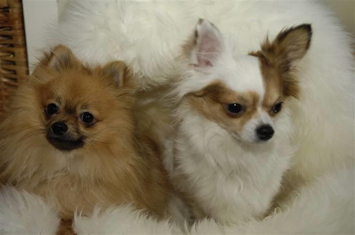 Pomeranian Malik R.I.P - Mig og Mickey billede 9