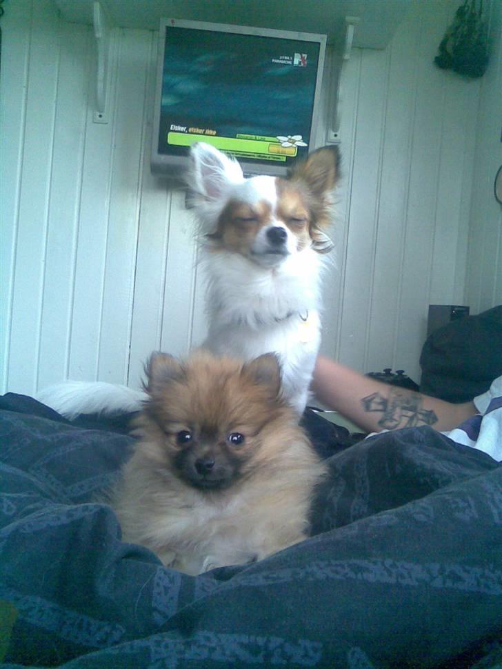 Pomeranian Malik R.I.P - Forskel ? billede 10