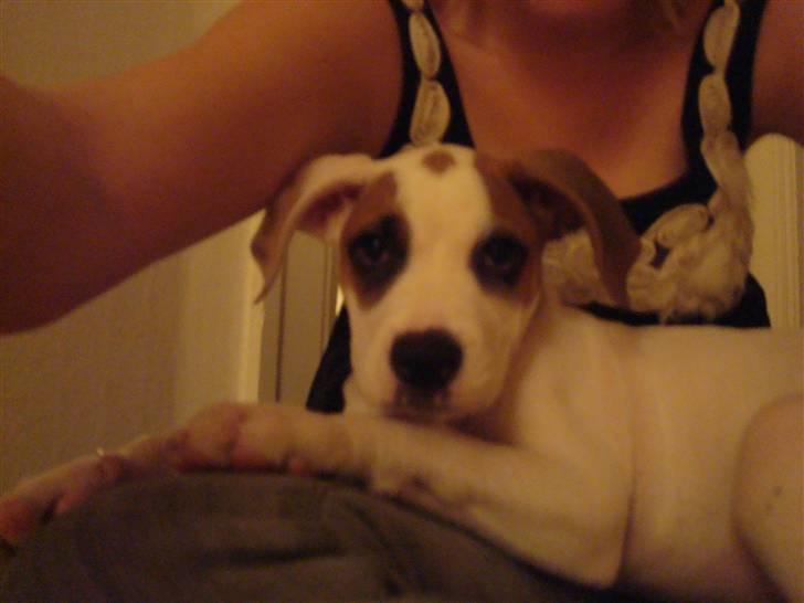 Amerikansk bulldog Carla billede 2