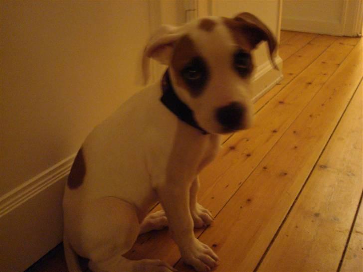 Amerikansk bulldog Carla billede 3