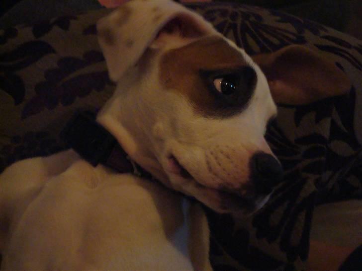 Amerikansk bulldog Carla billede 4