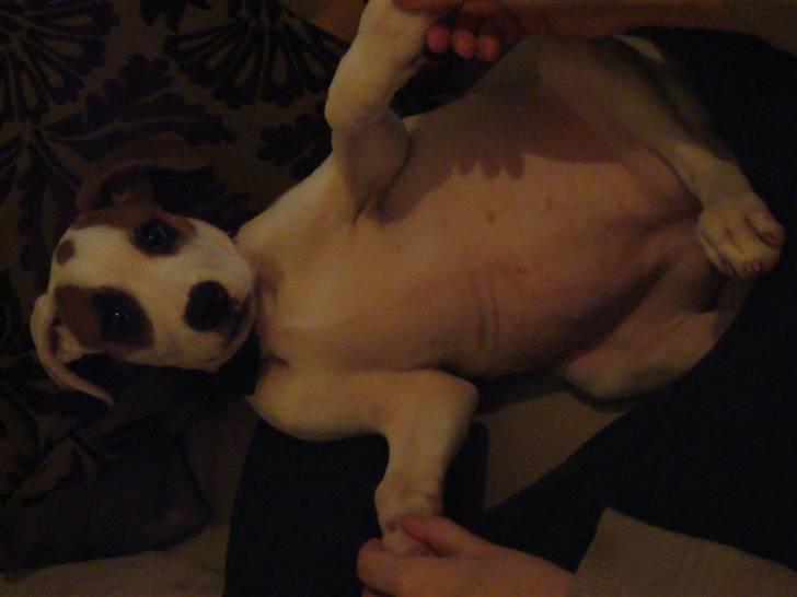 Amerikansk bulldog Carla billede 5