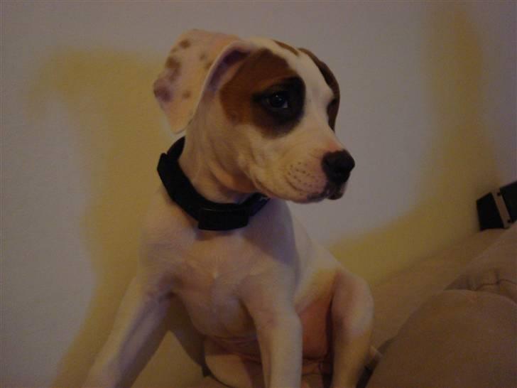 Amerikansk bulldog Carla billede 6