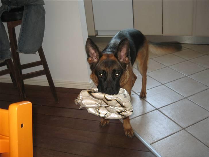 Schæferhund Gina (engelsk udtale) billede 1