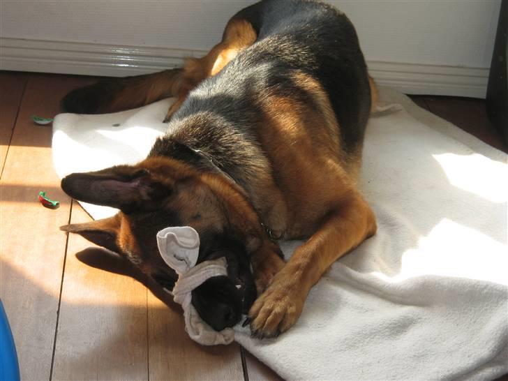 Schæferhund Gina (engelsk udtale) billede 2