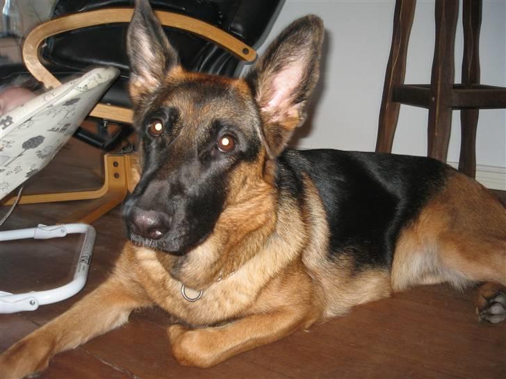 Schæferhund Gina (engelsk udtale) billede 3