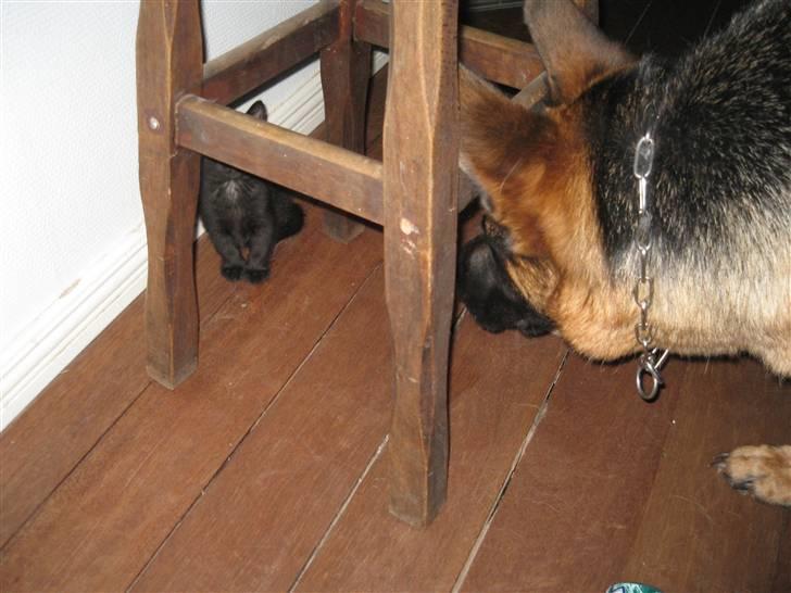 Schæferhund Gina (engelsk udtale) billede 4