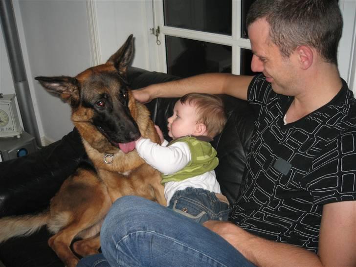 Schæferhund Gina (engelsk udtale) billede 5