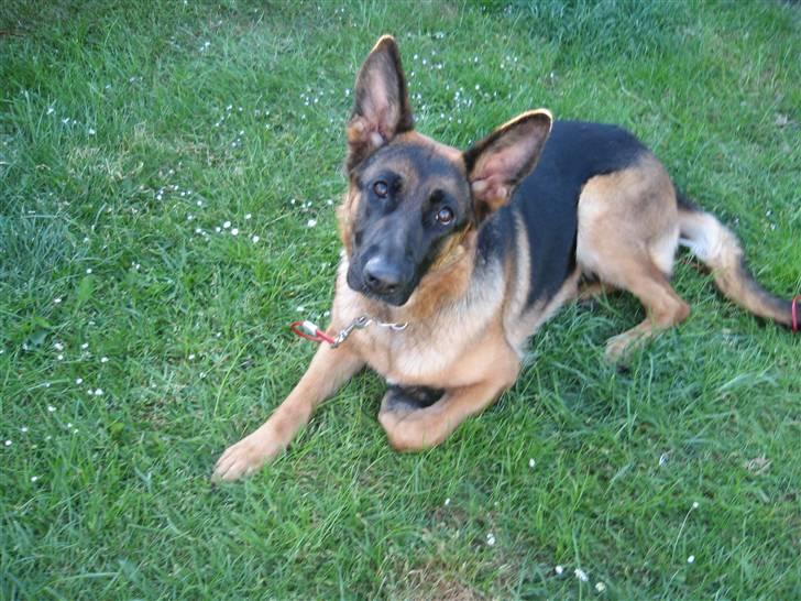 Schæferhund Gina (engelsk udtale) billede 6