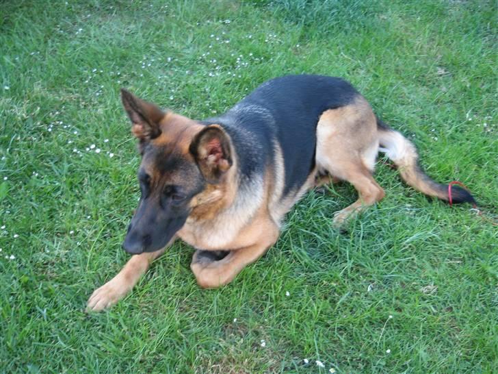 Schæferhund Gina (engelsk udtale) billede 7