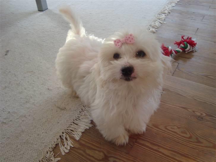Coton de tulear Freja - Freja med en fin sløjfe i håret. <3 billede 6