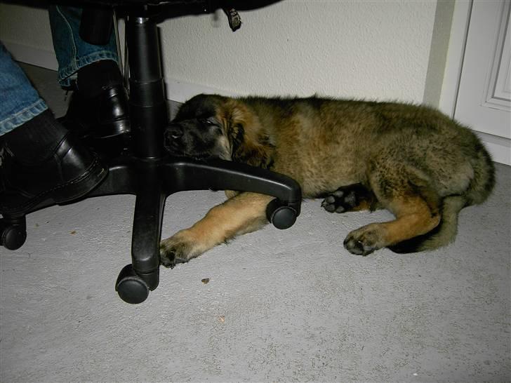 Leonberger Nahla  - 12 uger billede 8