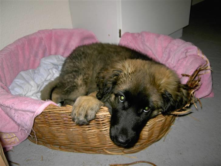 Leonberger Nahla  - 13 uger billede 9