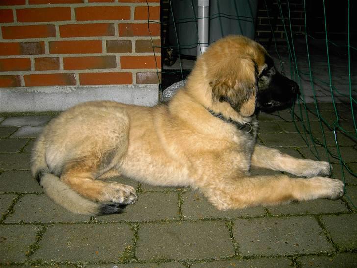 Leonberger Nahla  - Det er ærgeligt at naboens kat ikke vil komme INDENFOR hegnet. Men så må man jo bare kigge på! billede 10