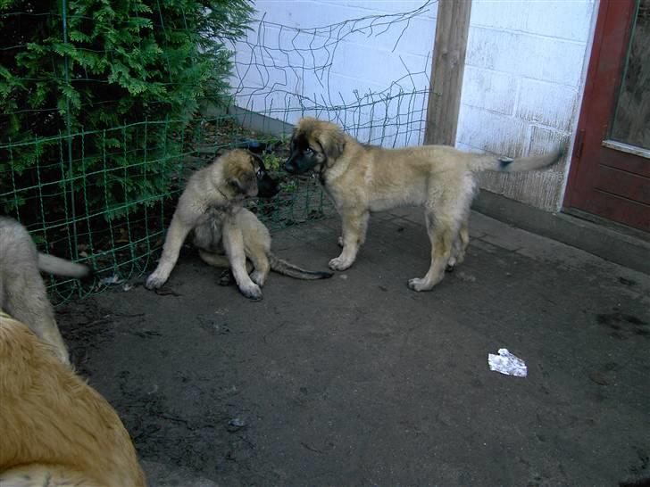 Leonberger Nahla  - På besøg hos Nahlas opdrætter og søskende. Nahla til højre og søster til venstre, 16 uger gamle. billede 11