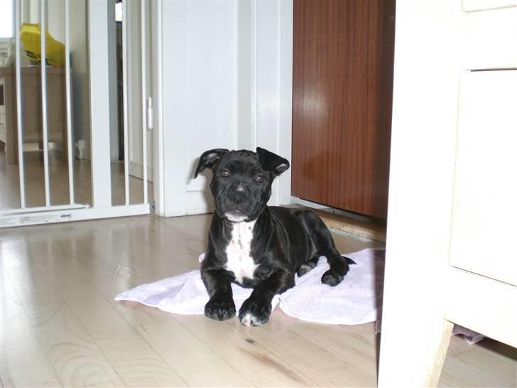 Staffordshire bull terrier Bobo billede 13