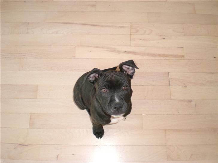 Staffordshire bull terrier Bobo billede 14