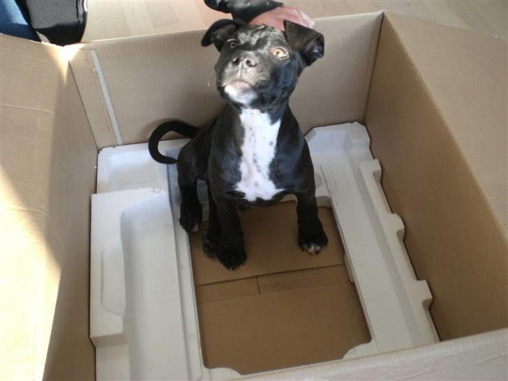 Staffordshire bull terrier Bobo billede 15