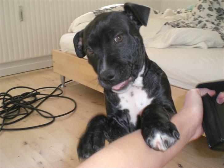 Staffordshire bull terrier Bobo billede 16