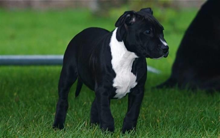 Staffordshire bull terrier Tjalfe - Tjalfe 13 uger billede 8