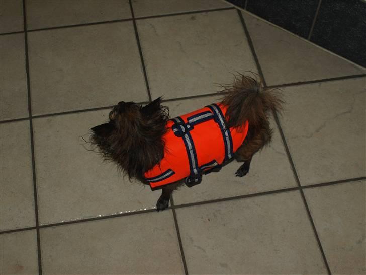 Chihuahua Alfie - Baywatch Alfie..  billede 17