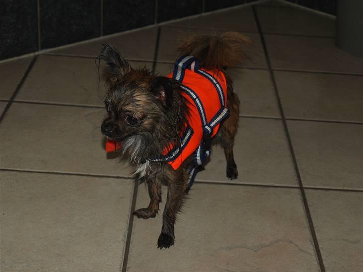 Chihuahua Alfie billede 18