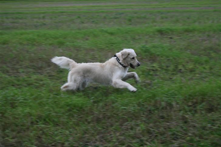 Golden retriever Bella - Jeg elsker at løbe på marken! billede 1
