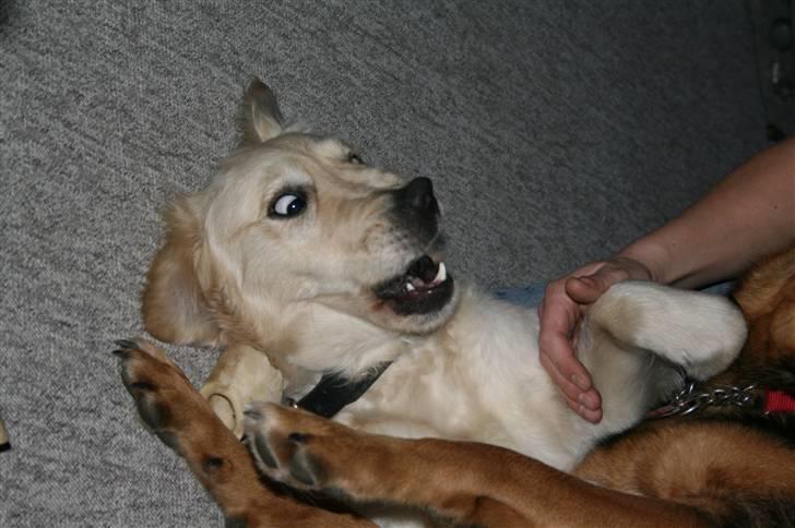 Golden retriever Bella - Jeg leget lidt med rolfi.. billede 3