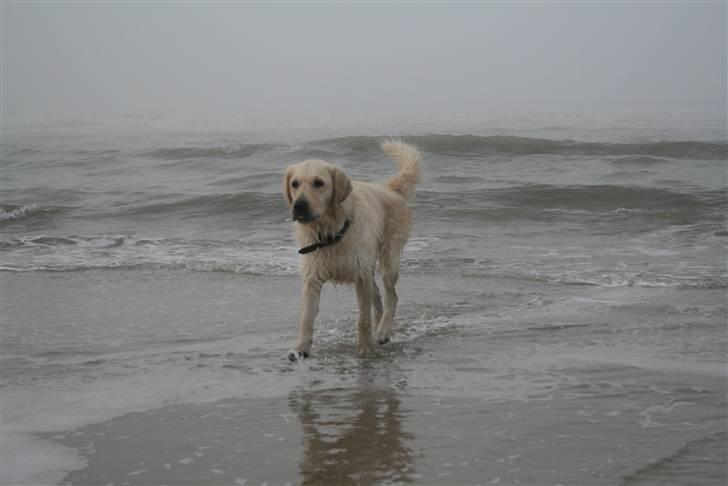 Golden retriever Bella - jubiii! Strand... vand.... sand... det er livet! billede 4