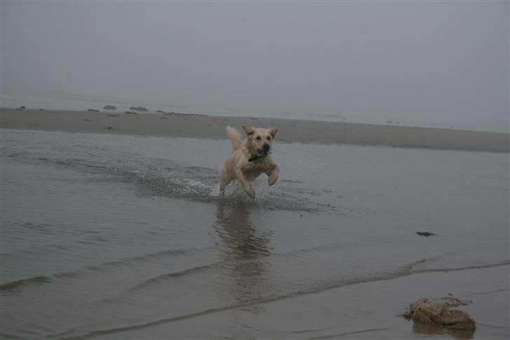 Golden retriever Bella - jeg ELSKER at lege i vandet billede 5