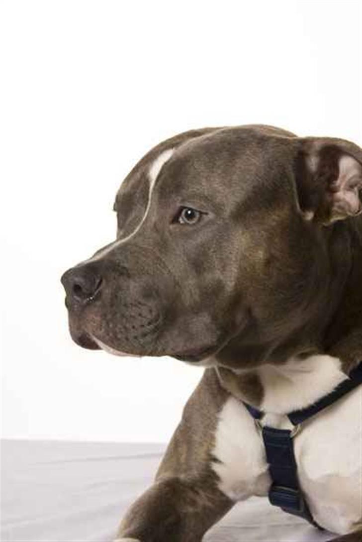 Amerikansk staffordshire terrier Spookie (flyttet) billede 1