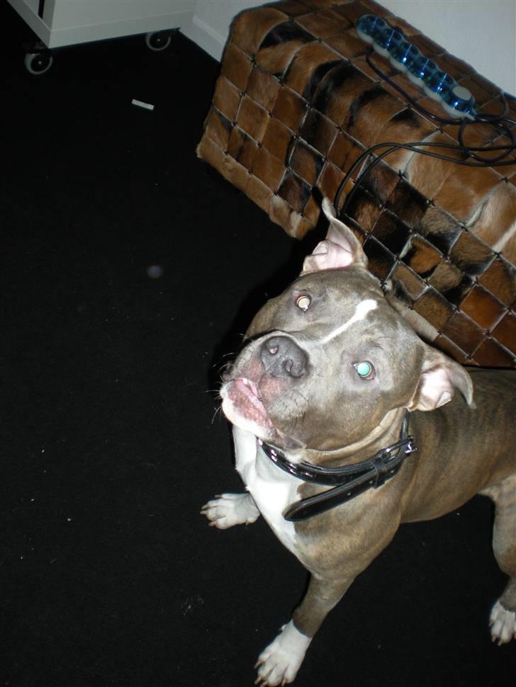 Amerikansk staffordshire terrier Spookie (flyttet) billede 2