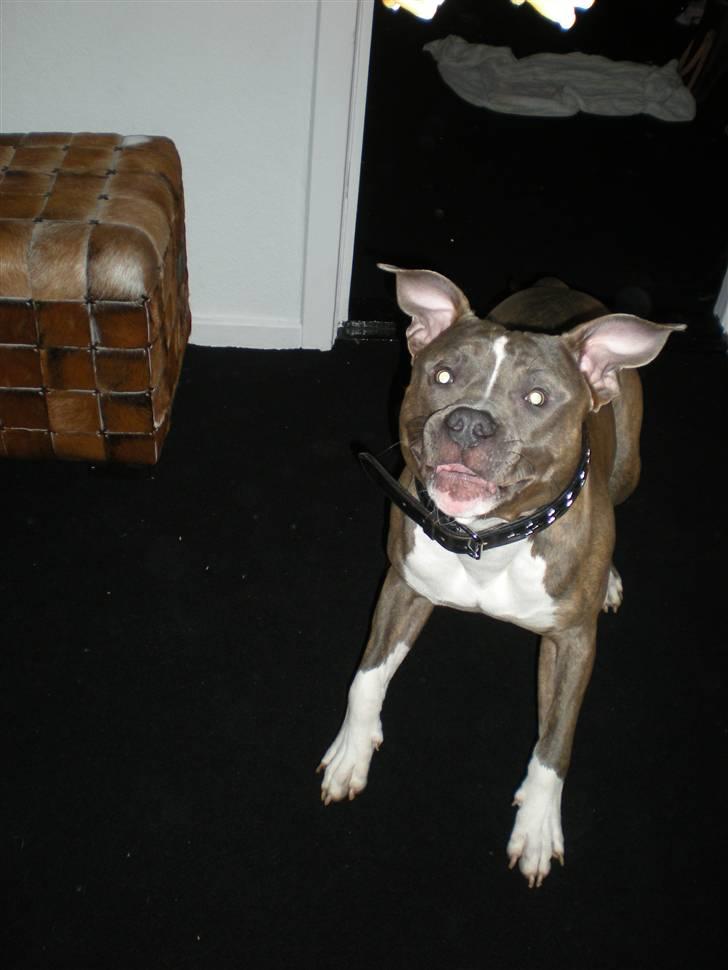 Amerikansk staffordshire terrier Spookie (flyttet) billede 3