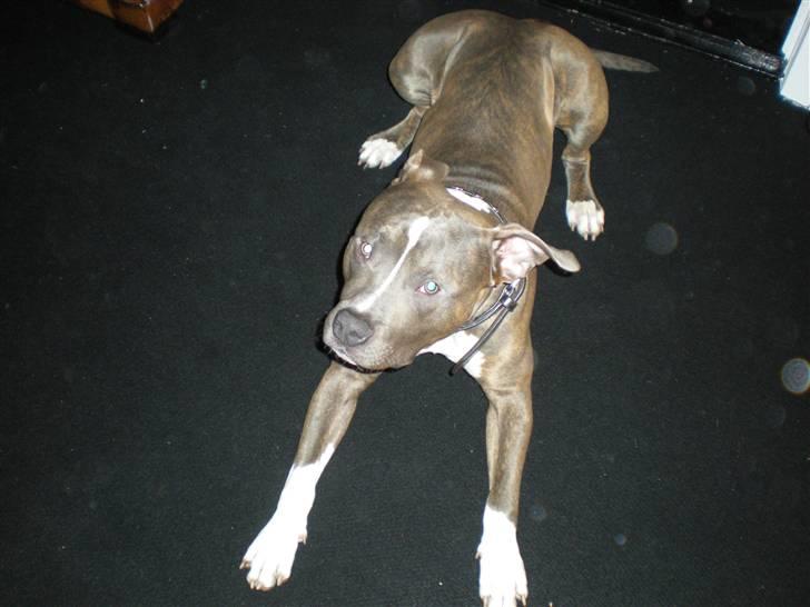 Amerikansk staffordshire terrier Spookie (flyttet) billede 4