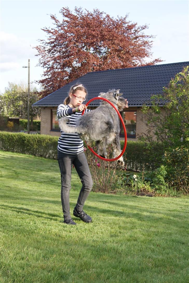 Mellemschnauzer Rabjerg's Skywalker - Lidt speciel teknik, men meget sejt billede d; { Fotograf : Miig ! } billede 14