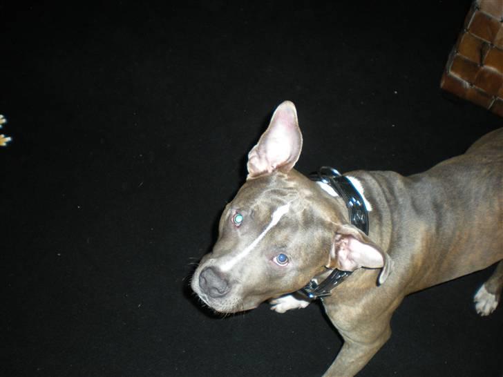 Amerikansk staffordshire terrier Spookie (flyttet) billede 5