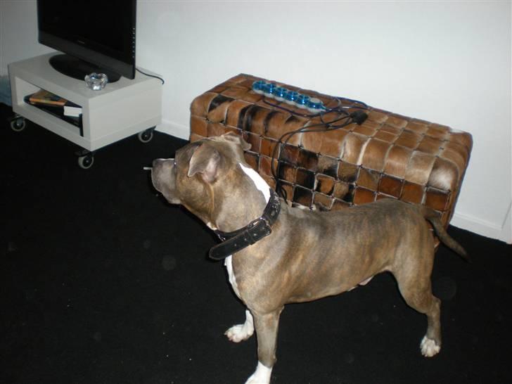 Amerikansk staffordshire terrier Spookie (flyttet) billede 6