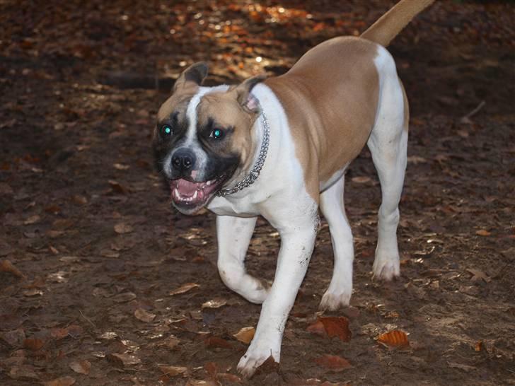 Amerikansk bulldog Cadillac Bulls " Tank " billede 3