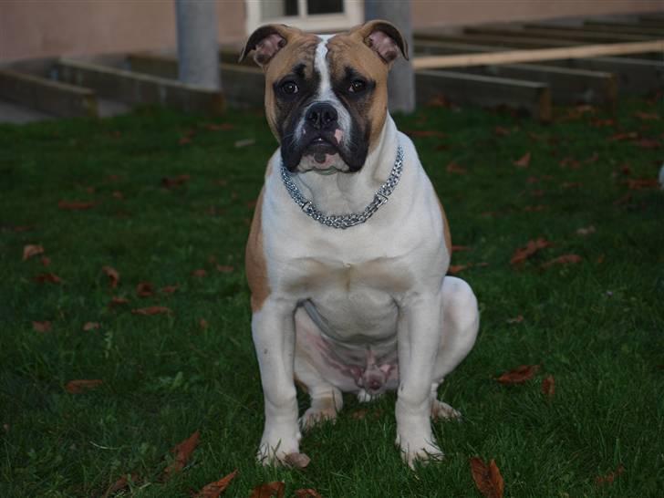 Amerikansk bulldog Cadillac Bulls " Tank " billede 4