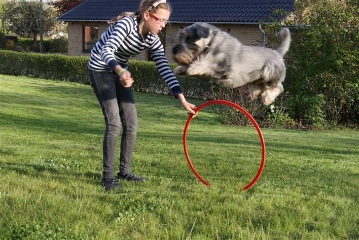 Mellemschnauzer Rabjerg's Skywalker - Lille Flotte Hund (:  {Fotograf:Mig} billede 15
