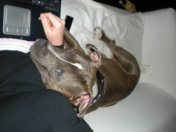 Amerikansk staffordshire terrier Spookie (flyttet) billede 7