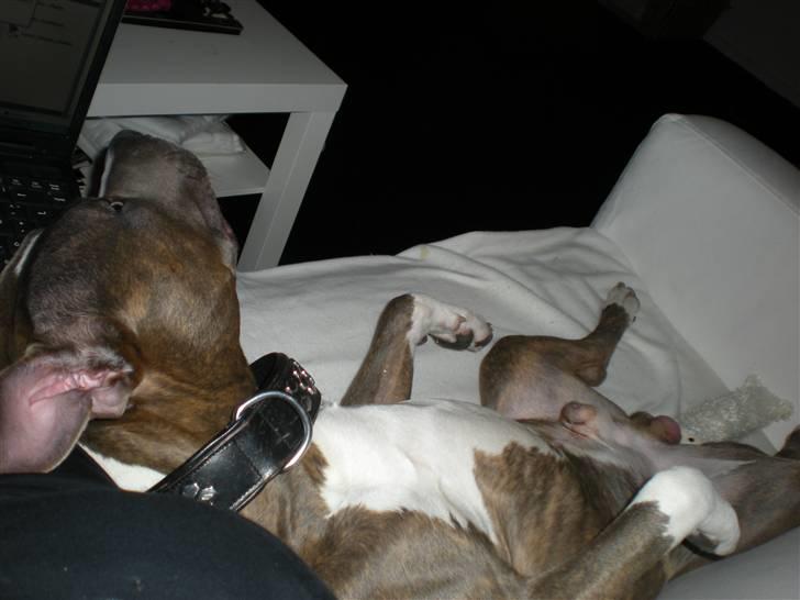 Amerikansk staffordshire terrier Spookie (flyttet) billede 8