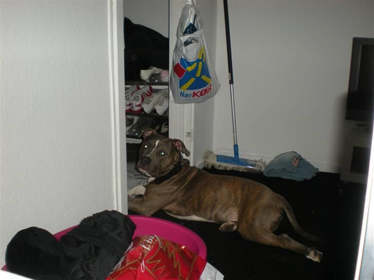 Amerikansk staffordshire terrier Spookie (flyttet) billede 9