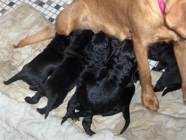 Labrador retriever trunte billede 6