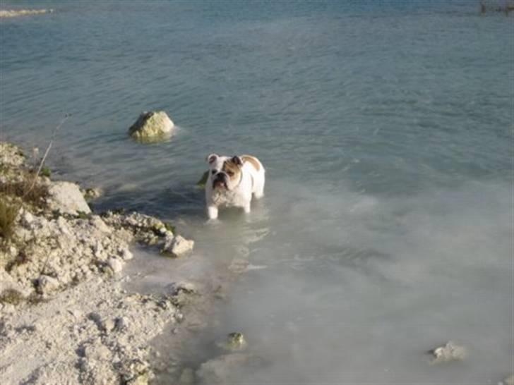 Engelsk bulldog Link billede 15